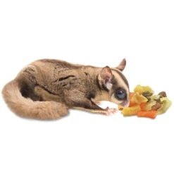 Sugar Glider Treat Variety Pack -Nutrition Pet Shop RehydratewithSugarGliderEating 1