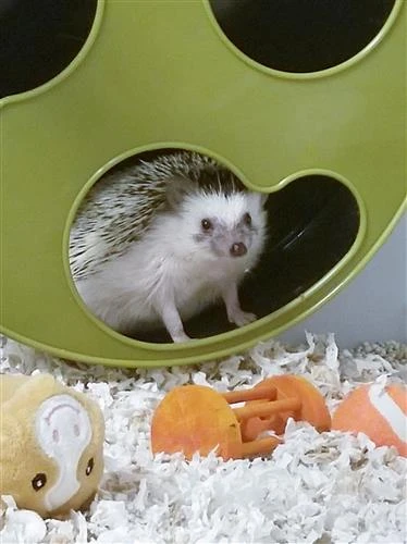 Hedgehog Starter Pack 13 Hedgehog Starter Pack - Image 13