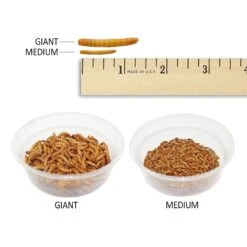Mealworm Breeder Kit -Nutrition Pet Shop SizeofLiveMealworms 2 e955b6e6 3b86 4d02 9932 f96fb7d1a64d 2