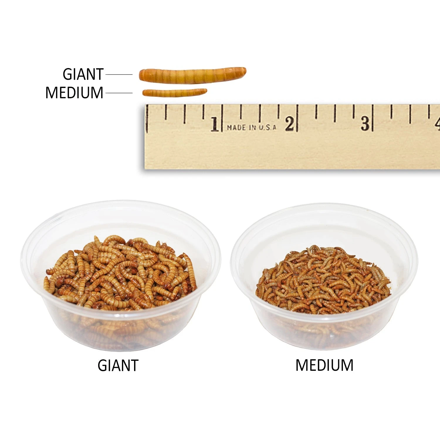 Giant Live Mealworms (1") 7 Giant Live Mealworms (1") - Image 7