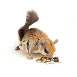 Squirrel Complete Squirrel Food 17 Squirrel Complete Squirrel Food -Nutrition Pet Shop SquirrelCompleteFlyingSquirrelEating1 5d4e9606 b9d4 4955 92a6 b461075dc2d6