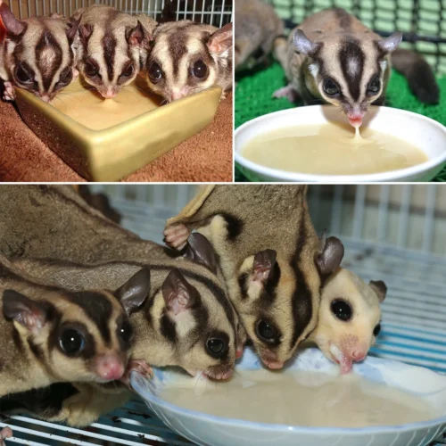 Starter Pack For Sugar Gliders -Nutrition Pet Shop SugarGlidersEatingInstantHPW1