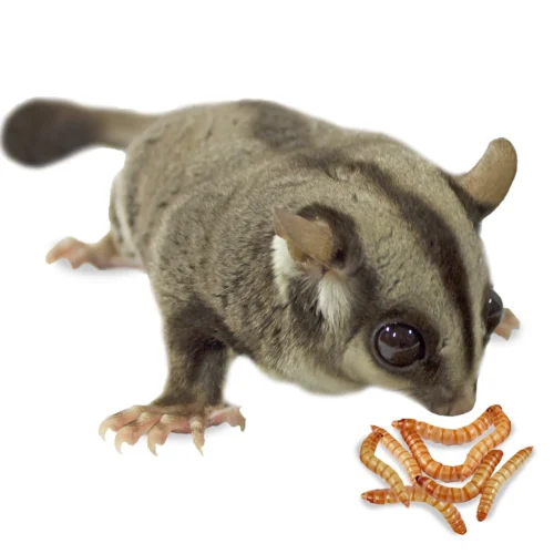 Dried Mealworm Treat 1.41 Oz. -Nutrition Pet Shop Sugar Glider Eating Live Mealworms 1