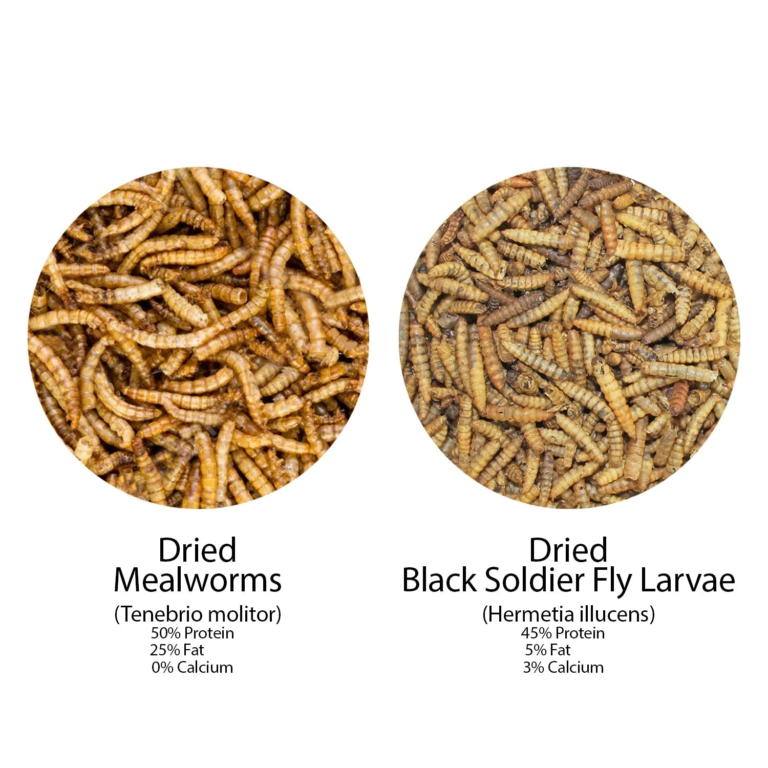 Worm Combo Pack / 5 Lb. Mealworms & 5 Lb. Black Soldier Fly Larvae 3 Worm Combo Pack / 5 Lb. Mealworms & 5 Lb. Black Soldier Fly Larvae - Image 3
