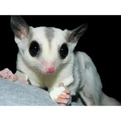Yogu Drops With Blueberry -Nutrition Pet Shop YoguDropsWithSugarGlider2