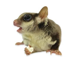 Yogu Drops With Papaya -Nutrition Pet Shop YogurtDrops 2