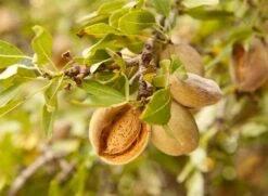 Raw Almonds -Nutrition Pet Shop almondtree