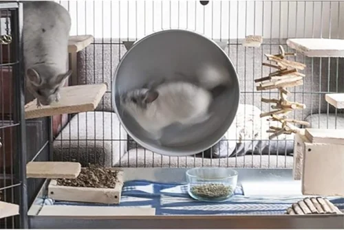 Chin-Sprint Wheel 15" -Nutrition Pet Shop customer photo chin1