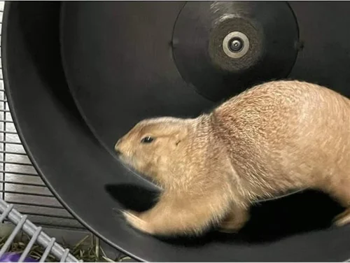 Chin-Sprint Wheel 15" -Nutrition Pet Shop customer photo chin2