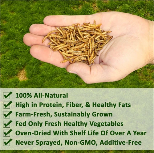 Worm Combo Pack / 5 Lb. Mealworms & 5 Lb. Black Soldier Fly Larvae 5 Worm Combo Pack / 5 Lb. Mealworms & 5 Lb. Black Soldier Fly Larvae - Image 5