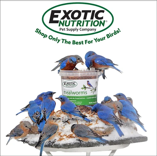 Worm Combo Pack / 5 Lb. Mealworms & 5 Lb. Black Soldier Fly Larvae 9 Worm Combo Pack / 5 Lb. Mealworms & 5 Lb. Black Soldier Fly Larvae - Image 9