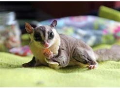 Tropical Trio -Nutrition Pet Shop tropicaltrio3